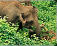 Kerala Wildlife Tour