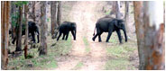 Kerala Tours