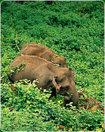 Kerala Wildlife Tour Package