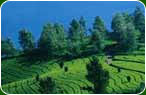 Kerala Travel Trips