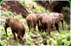 Kerala Travel Trips